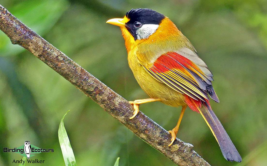 Northern Thailand birding tours