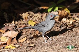 Northeast Brazil birding tour