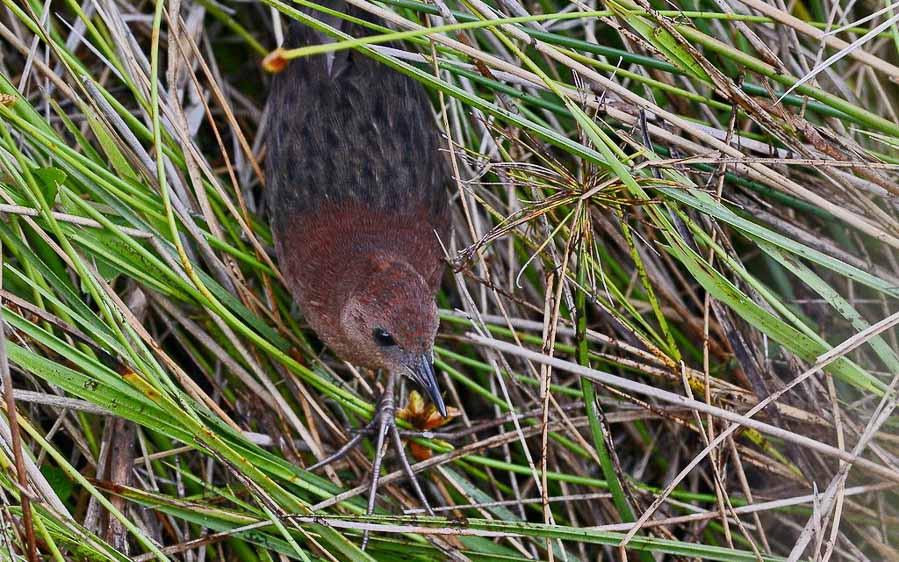 Remote northern Madagascar birding tour