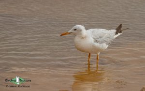 Greece spring birding tour