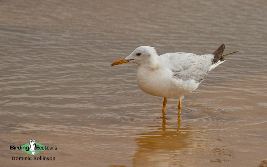 Greece birding tours