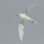 Antarctica Birding Cruises