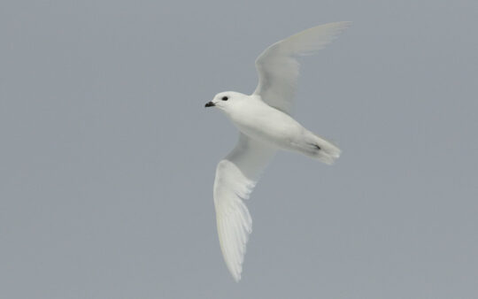 Antarctica Birding Cruises