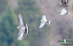 Bhutan Himalayas birding tours