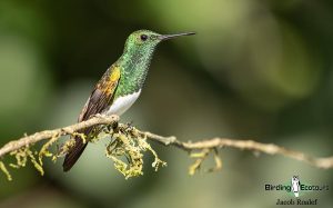 Panama birding tours