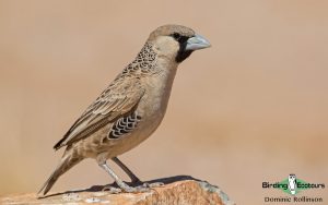 Northern Cape birding tours