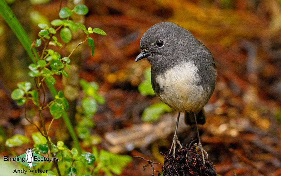 New Zealand Birding Endemic Extravaganza 