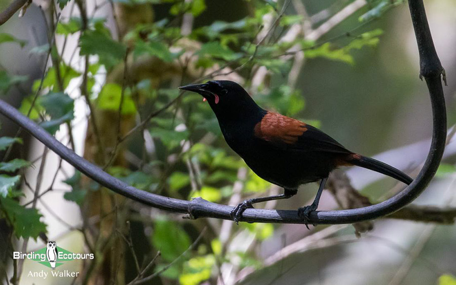 New Zealand Birding Endemic Extravaganza 