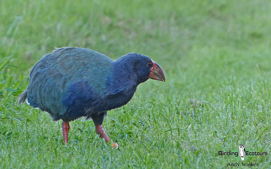 New Zealand Birding Endemic Extravaganza 