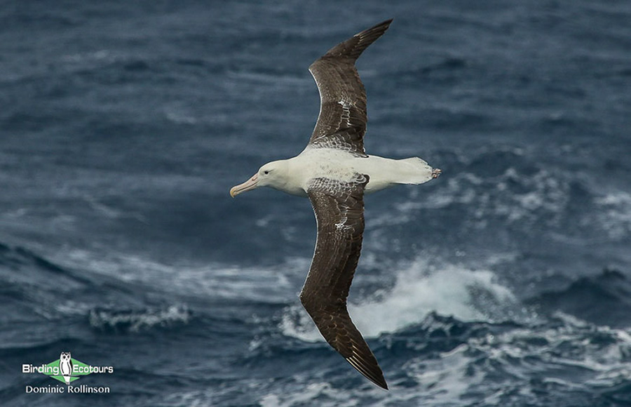 New Zealand Birding Endemic Extravaganza 