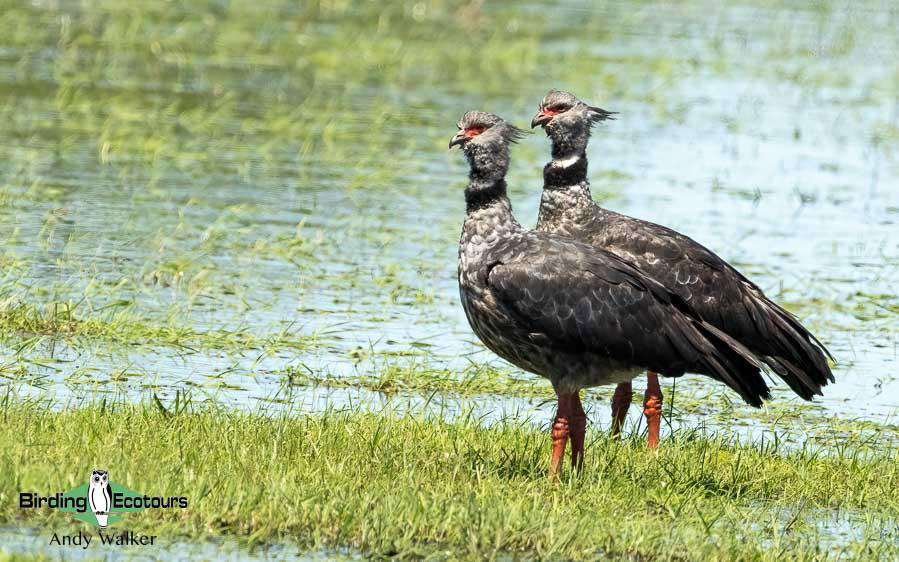 Northwest Argentina birding tour