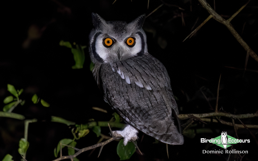 Owls of southern Africa