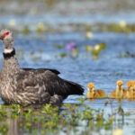 Northeast Argentina birding tour