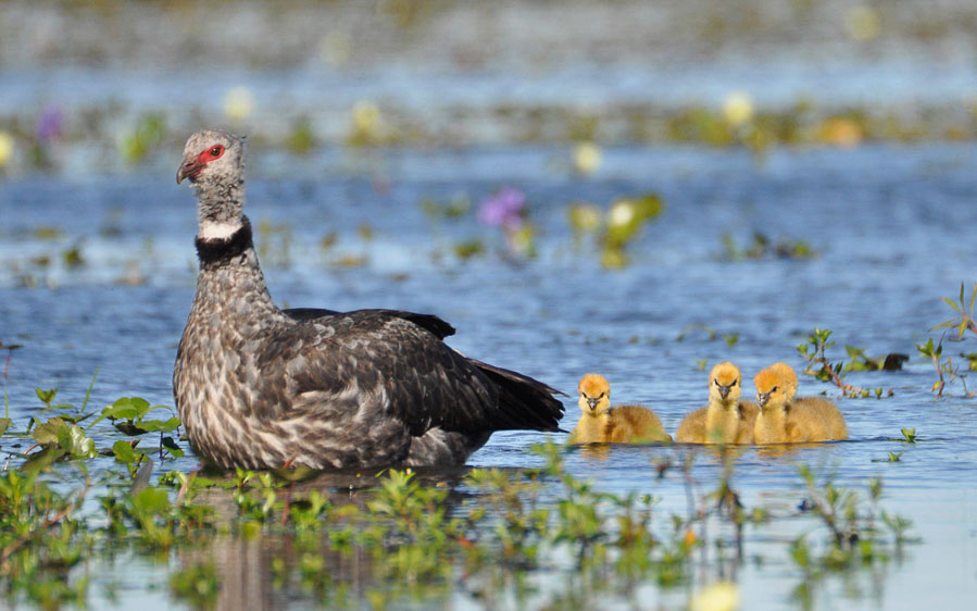 Northeast Argentina birding tour