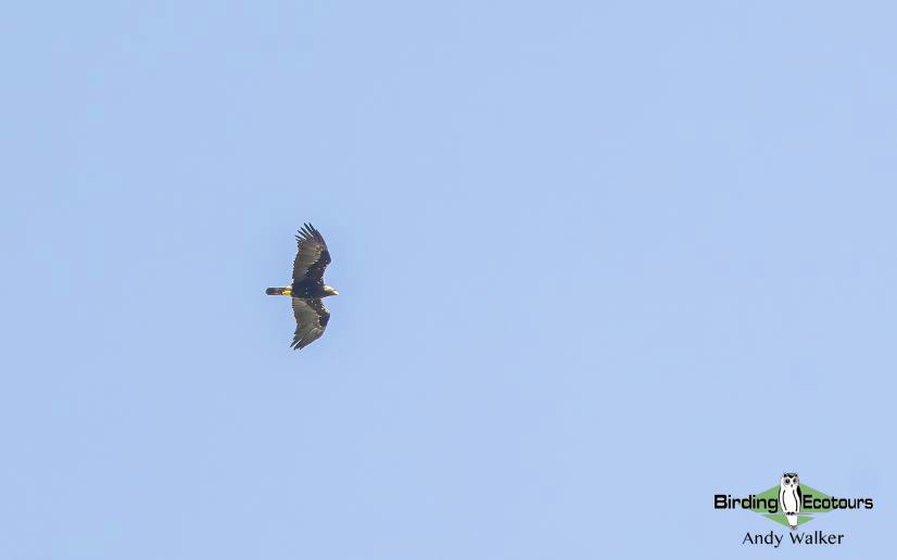 Spain birding tours