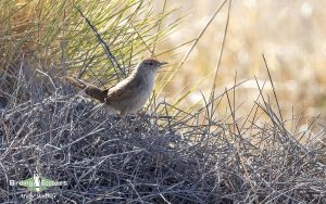 Alice Springs birding tours