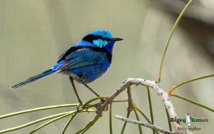 Alice Springs birding tours