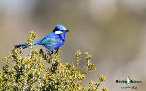 Southwest Australia birding tours