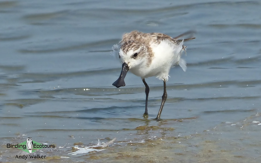 Central Thailand birding tours