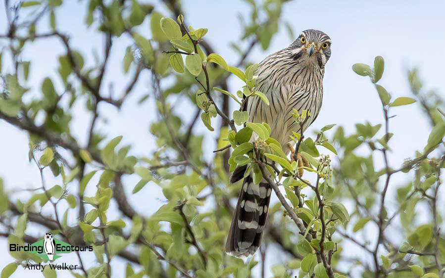 Northwest Argentina birding tour