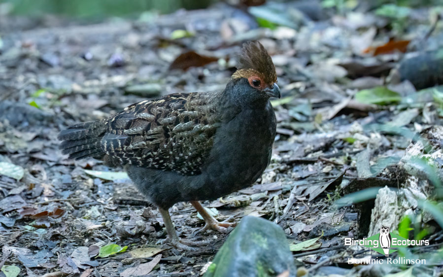 Southeast Brazil bird tour