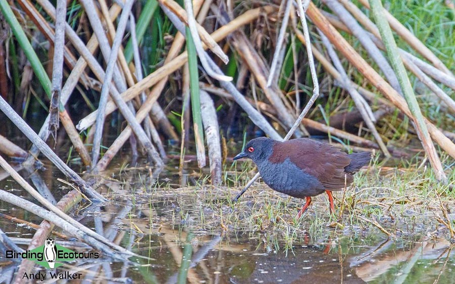 Western Australia birding tours