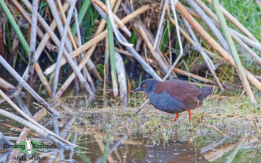 Southwest Australia birding tours