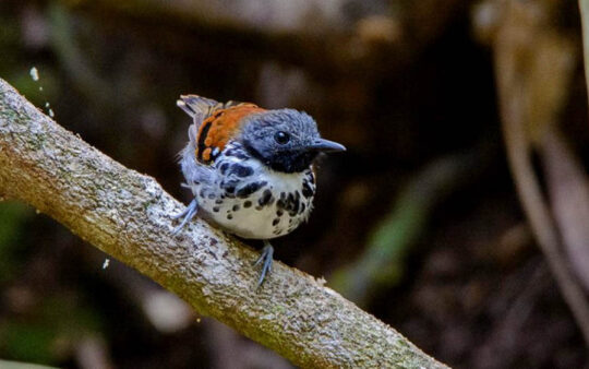 Panama Birding Tours