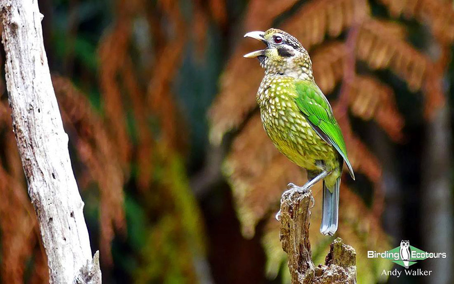 Outback birding tours