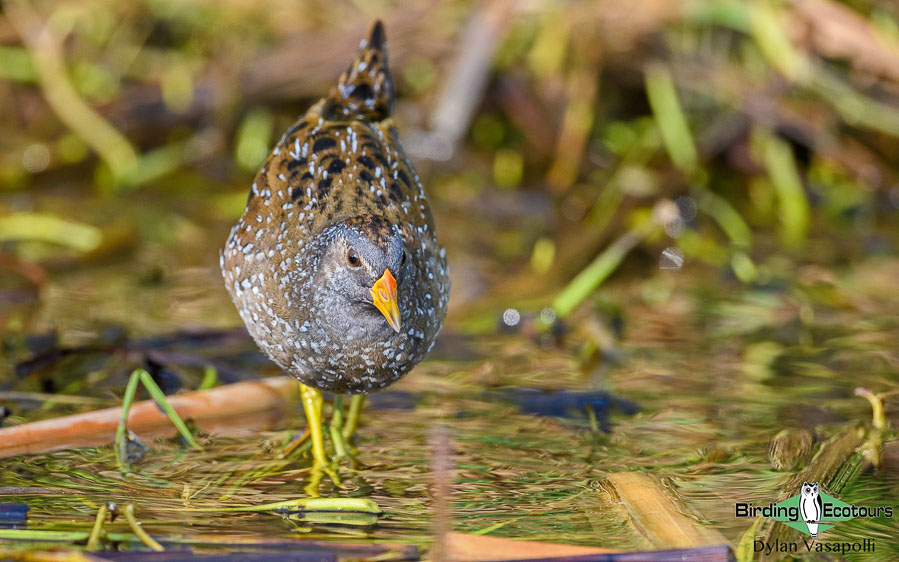 Birds of prey in Southern Spain - WILD ANDALUCIA BIRDING TOURS