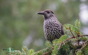 Bulgaria birding tours