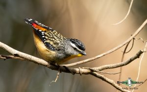 Outback birding tours