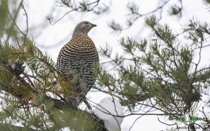 Minnesota birding tours