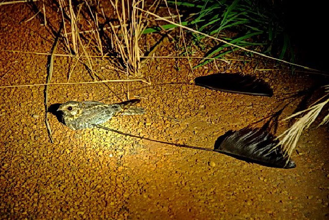 Ghana birding tours