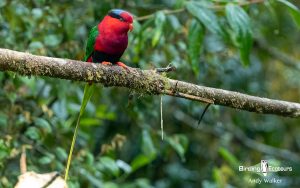 Papua New Guinea birding tours