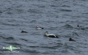 Alaska birding tours