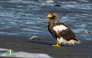 Japan Winter Birds