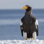 Japan birding tour