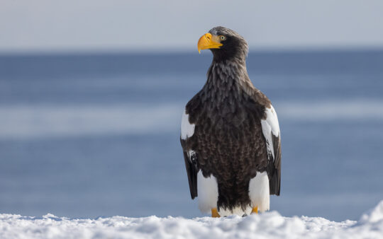 Japan birding tour