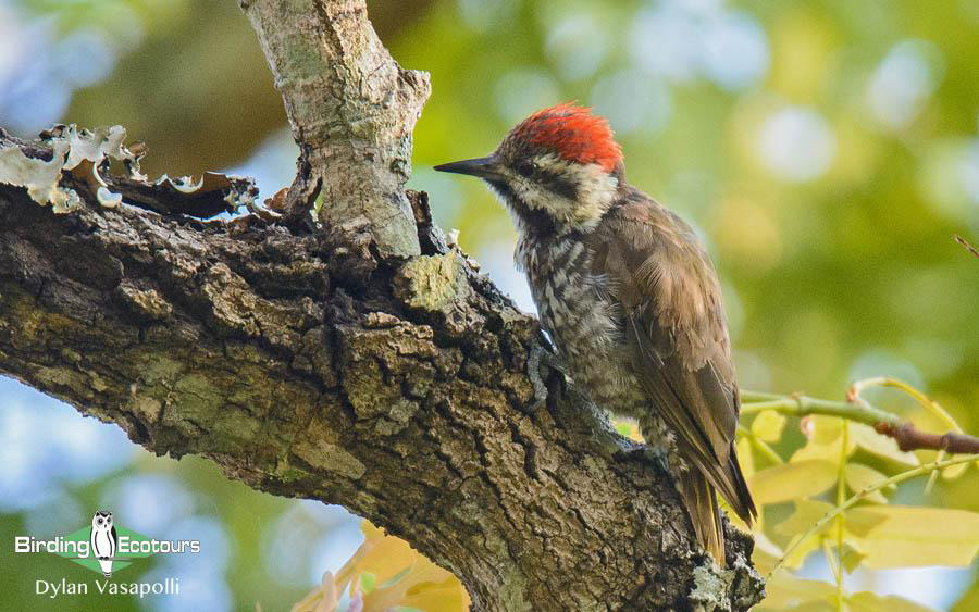Malawi Birding Tours
