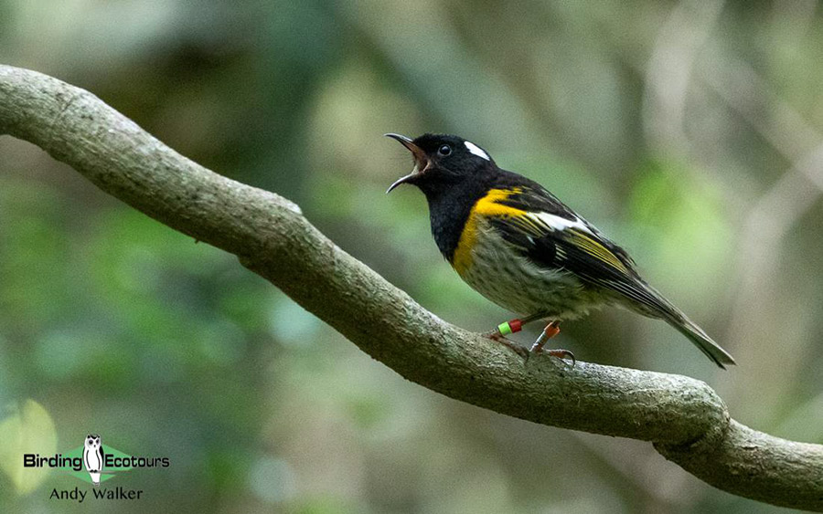 New Zealand Birding Endemic Extravaganza 