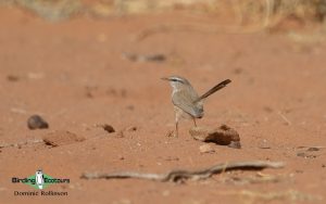 Morocco birding tours