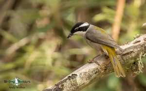 Tasmanian birding tours