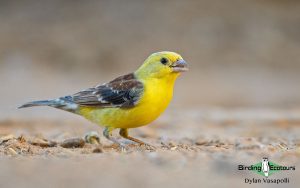 Senegal birding tour