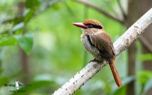 Sulawesi and Halmahera birding tours