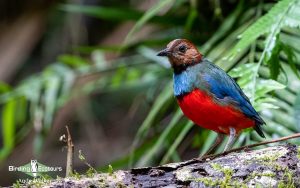 Sulawesi and Halmahera birding tours