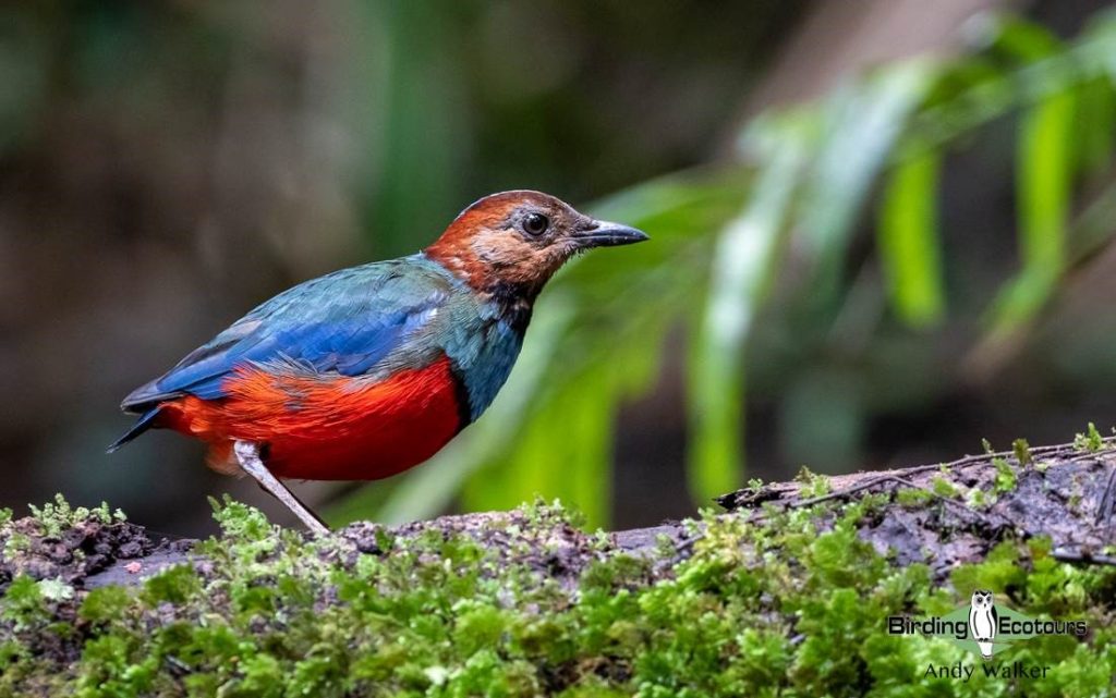 Sulawesi and Halmahera birding tours