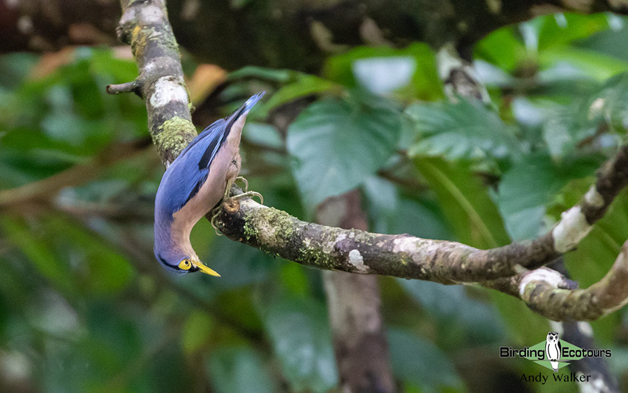 The Philippines Endemic Birding 