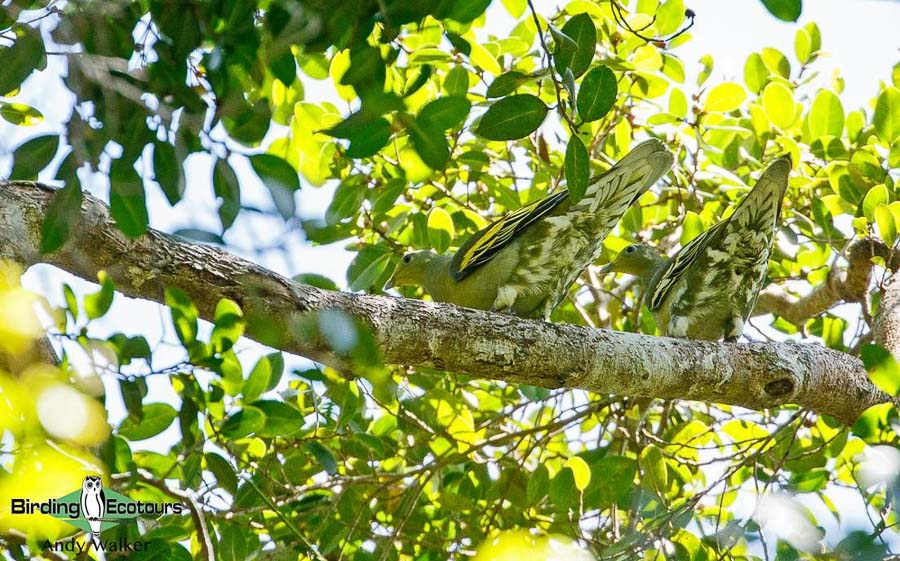 Lesser Sunda Islands birding tour