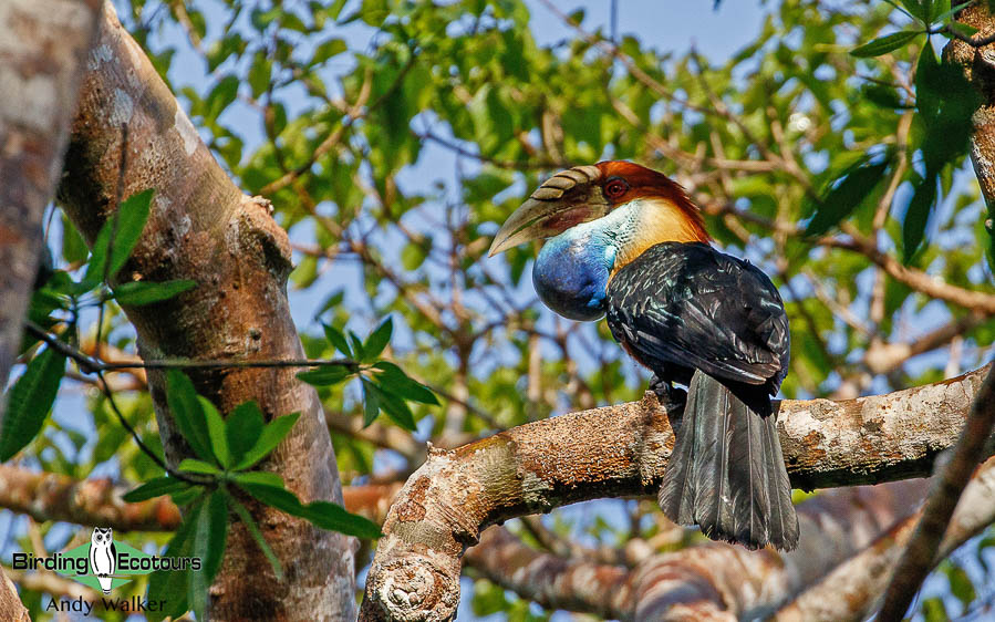 Lesser Sunda Islands birding tour